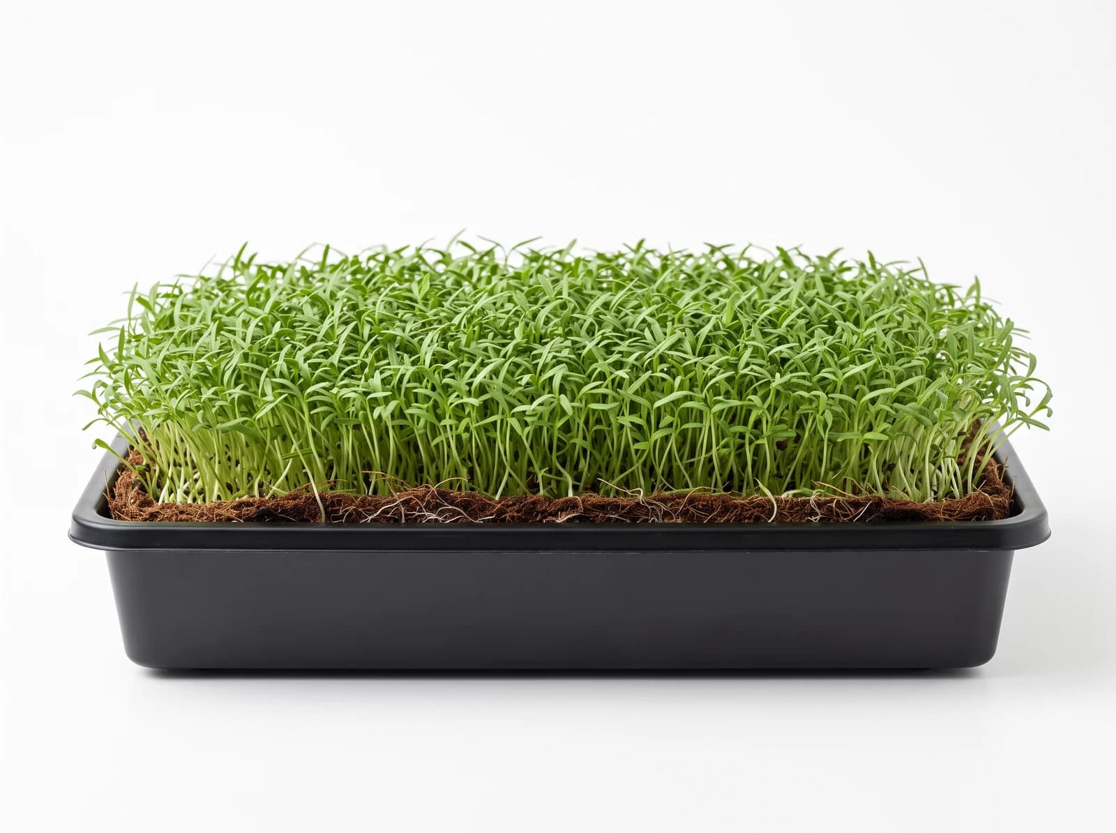 Chia