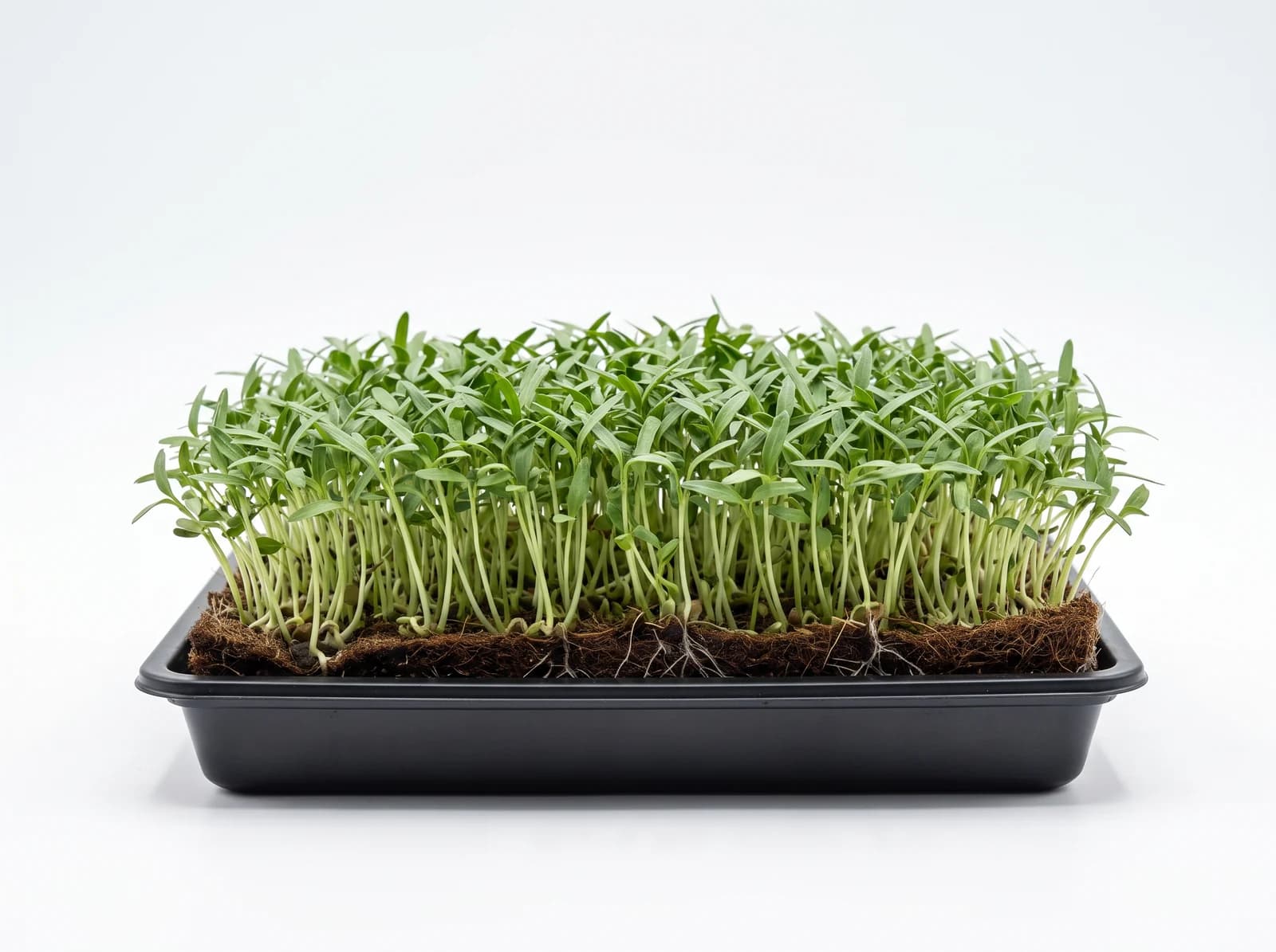 Mercimek